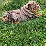 Coco is registered to the contest to win money with this photo: bulldog, puppy, dog, animal, pet, wrinkles, lying_down, grass, lawn, outdoor, garden, clover, flowers, brown_and_white, short_coat, profile, relaxed, cute, sunlight, nature