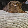 Coco is registered to the contest to win money with this photo: bulldog, dog, puppy, wrinkles, short_muzzle, floppy_ears, brown_and_white, lying_down, blanket, bed, indoor, pet, companion_animal, sleepy, relaxed, front_view, close_up, cozy, home, portrait