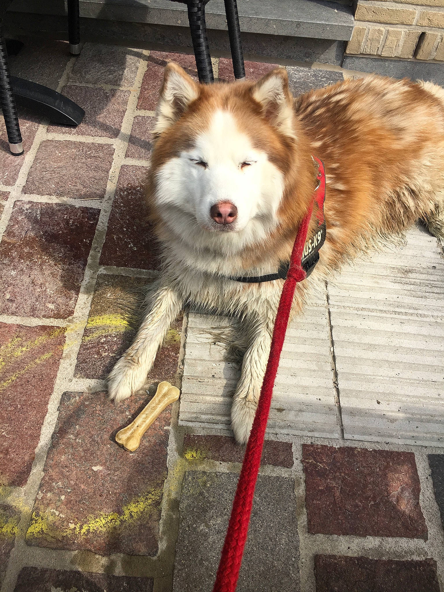 Hysis a rejoint le concours — aidez-le/la à gagner de superbes lots ! alaskan_malamute, canadian_eskimo_dog, canidae, canis, carnivore, dog, dog_breed, mammal, native_american_indian_dog, saarloos_wolfdog, sakhalin_husky, seppala_siberian_sleddog, siberian_husky, sled_dog, sporting_group, tamaskan_dog, vertebrate, west_siberian_laika, wolfdog, working_dog