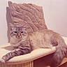 cat, fluffy_cat, long_hair, feline, pet, animal, sitting, lounging, indoors, portrait, blue_eyes, whiskers, ears, tail, towel, chair, wooden_furniture, shelf, home_decor, funny_expression