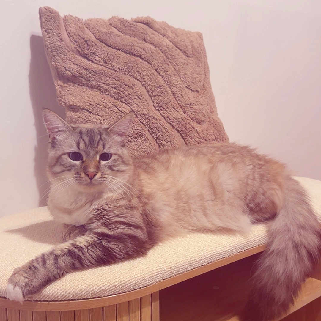 Vladimir
