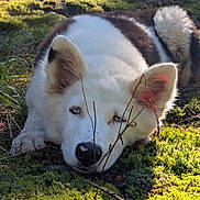 Apache a rejoint le concours — aidez-le/la à gagner de superbes lots ! animal, black_fur, blue_eyes, closeup, dog, ears, forest_floor, greenery, lying_down, moss, nature, nose, outdoor, peaceful, pet, relaxed, snout, sunlight, twigs, white_fur