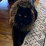 animal, black_cat, cat, cozy, domestic_cat, feline, fluffy, home_interior, household, indoor, lying_down, patterned_rug, paws, pet, relaxed, rug, tail, whiskers, wooden_floor, yellow_eyes
