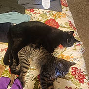 Pepper And Kitty is registered to the contest to win money with this photo: cat, cats, black_cat, tabby_cat, bed, quilt, floral_quilt, blanket, paws, sleeping, napping, pet, indoor, carpet, collar, fur, resting, cozy, pair, feline