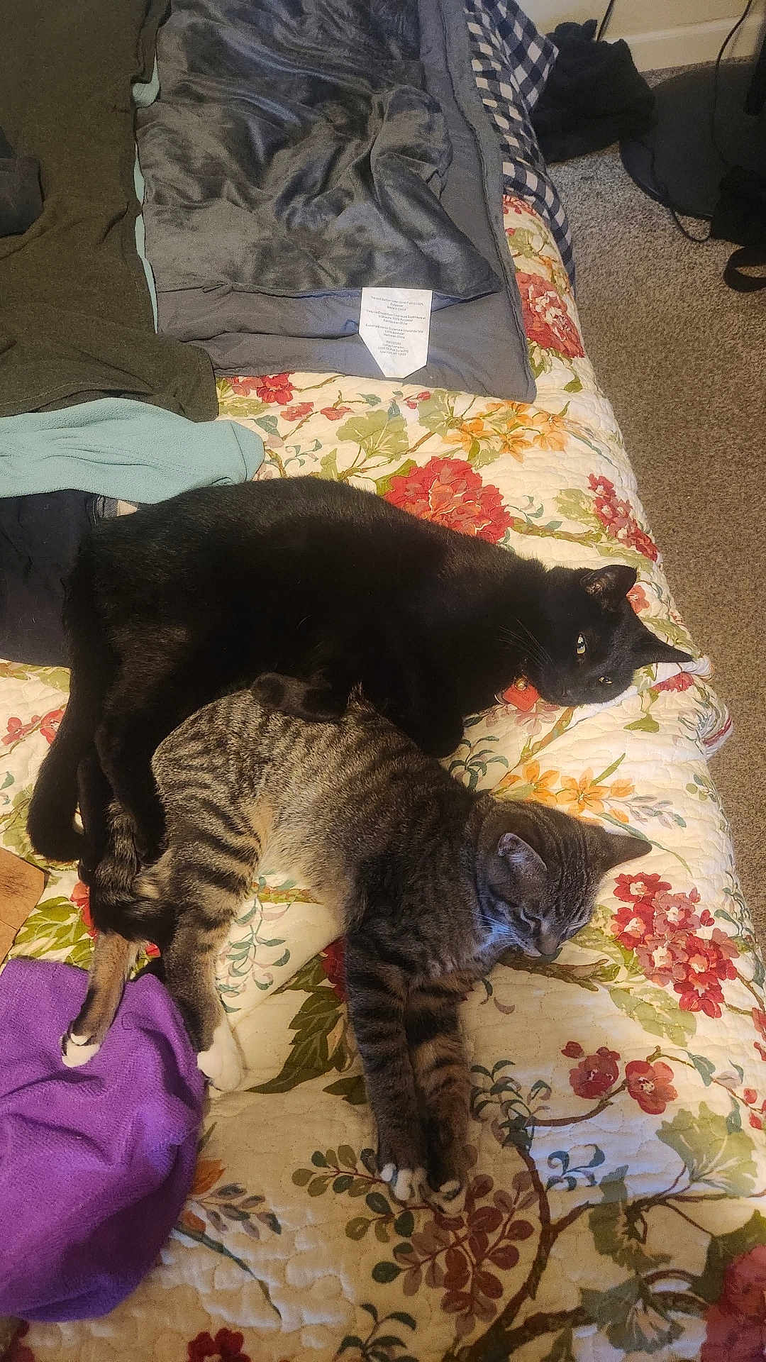 Pepper And Kitty is registered to the contest to win money with this photo: cat, cats, black_cat, tabby_cat, bed, quilt, floral_quilt, blanket, paws, sleeping, napping, pet, indoor, carpet, collar, fur, resting, cozy, pair, feline