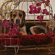 Plume participe au concours pour gagner de l'argent avec cette photo : animal, beagle, bird, canine, car, dog, finch, flower, flowerarrangement, flowerbouquet, geranium, hound, ikebana, indoors, pet, petal, plant, puppy, transportation, vehicle