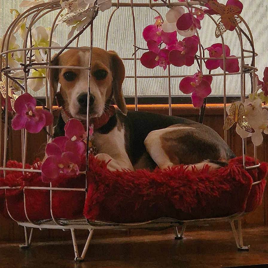 Plume participe au concours pour gagner de l'argent avec cette photo : animal, beagle, bird, canine, car, dog, finch, flower, flowerarrangement, flowerbouquet, geranium, hound, ikebana, indoors, pet, petal, plant, puppy, transportation, vehicle