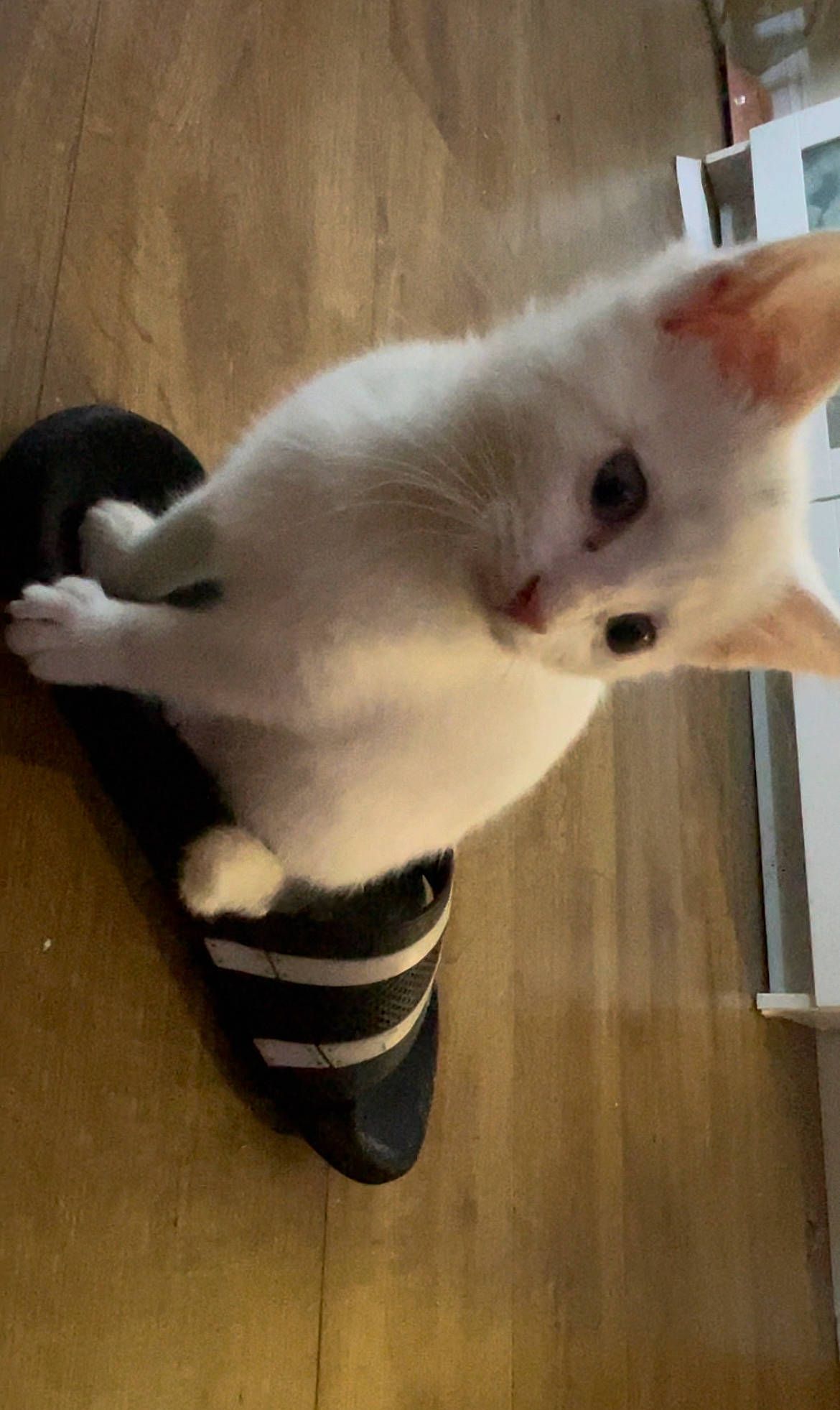 Yuki is registered to the contest to win money with this photo: carnivore, cat, domestic_short_haired_cat, felidae, flooring, fur, hardwood, head, metal, paw, plant, shadow, siamese, small_to_medium_sized_cats, snout, tail, whiskers, wood