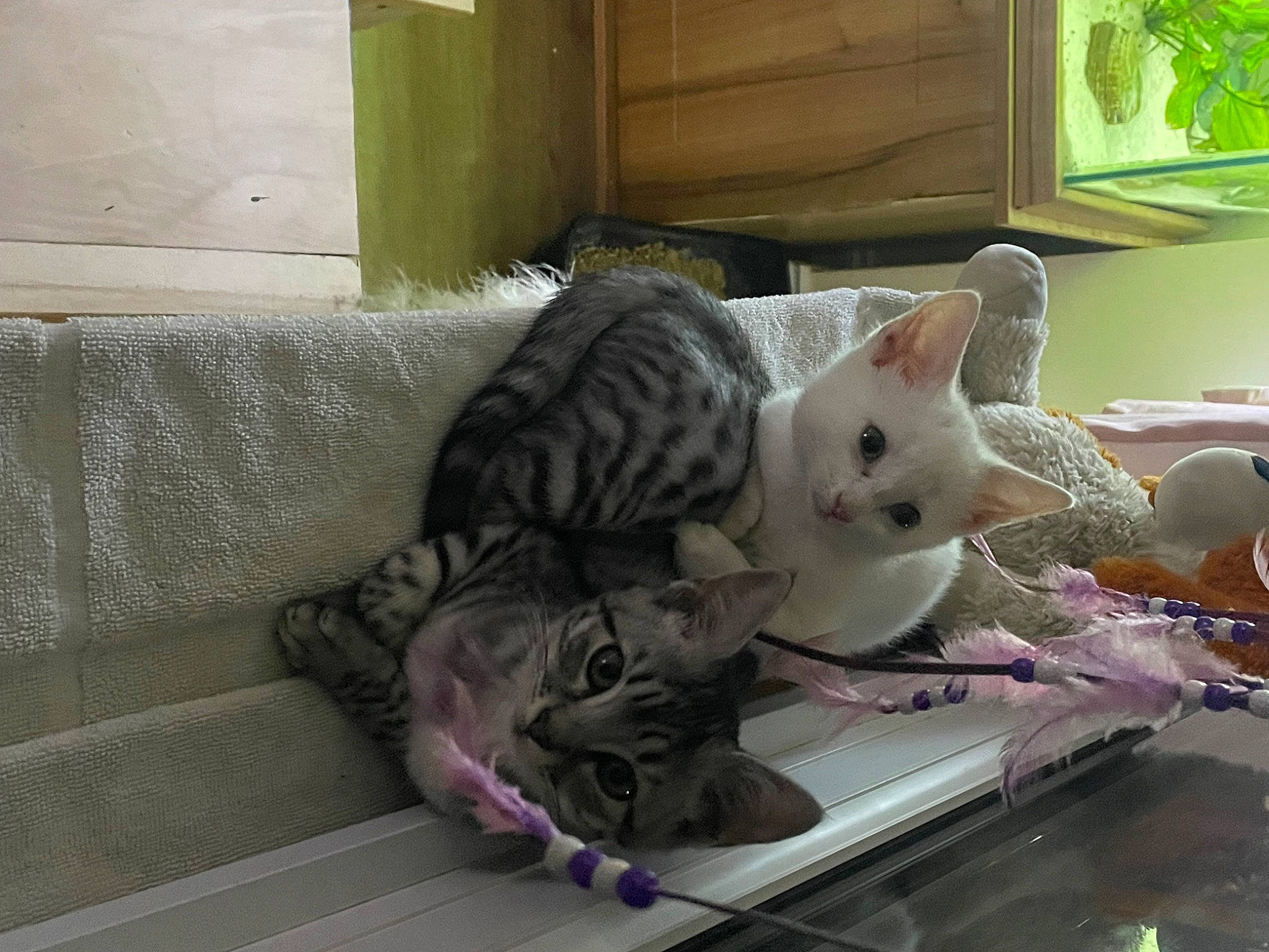 Yuki is registered to the contest to win money with this photo: animal_shelter, carnivore, cat, cat_supply, comfort, couch, domestic_short_haired_cat, fawn, felidae, fur, hardwood, paw, pet_supply, room, small_to_medium_sized_cats, tail, whiskers, window, wood