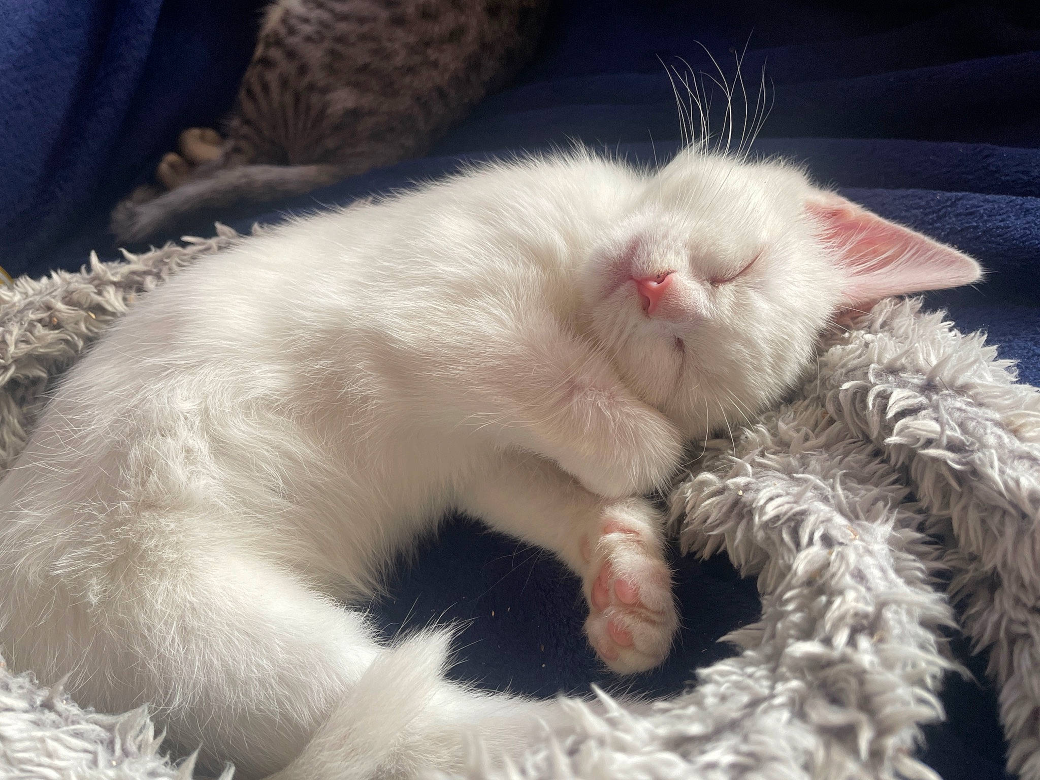 Yuki is registered to the contest to win money with this photo: carnivore, cat, claw, comfort, domestic_short_haired_cat, fang, fawn, felidae, foot, fur, gesture, nap, paw, sleep, small_to_medium_sized_cats, tail, terrestrial_animal, whiskers