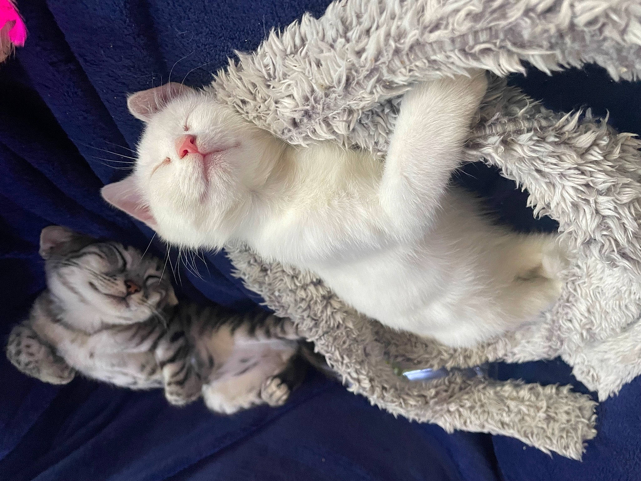 Yuki is registered to the contest to win money with this photo: carnivore, cat, claw, comfort, domestic_short_haired_cat, fawn, felidae, foot, fur, mammal, nap, paw, sleep, small_to_medium_sized_cats, snout, tail, vertebrate, whiskers