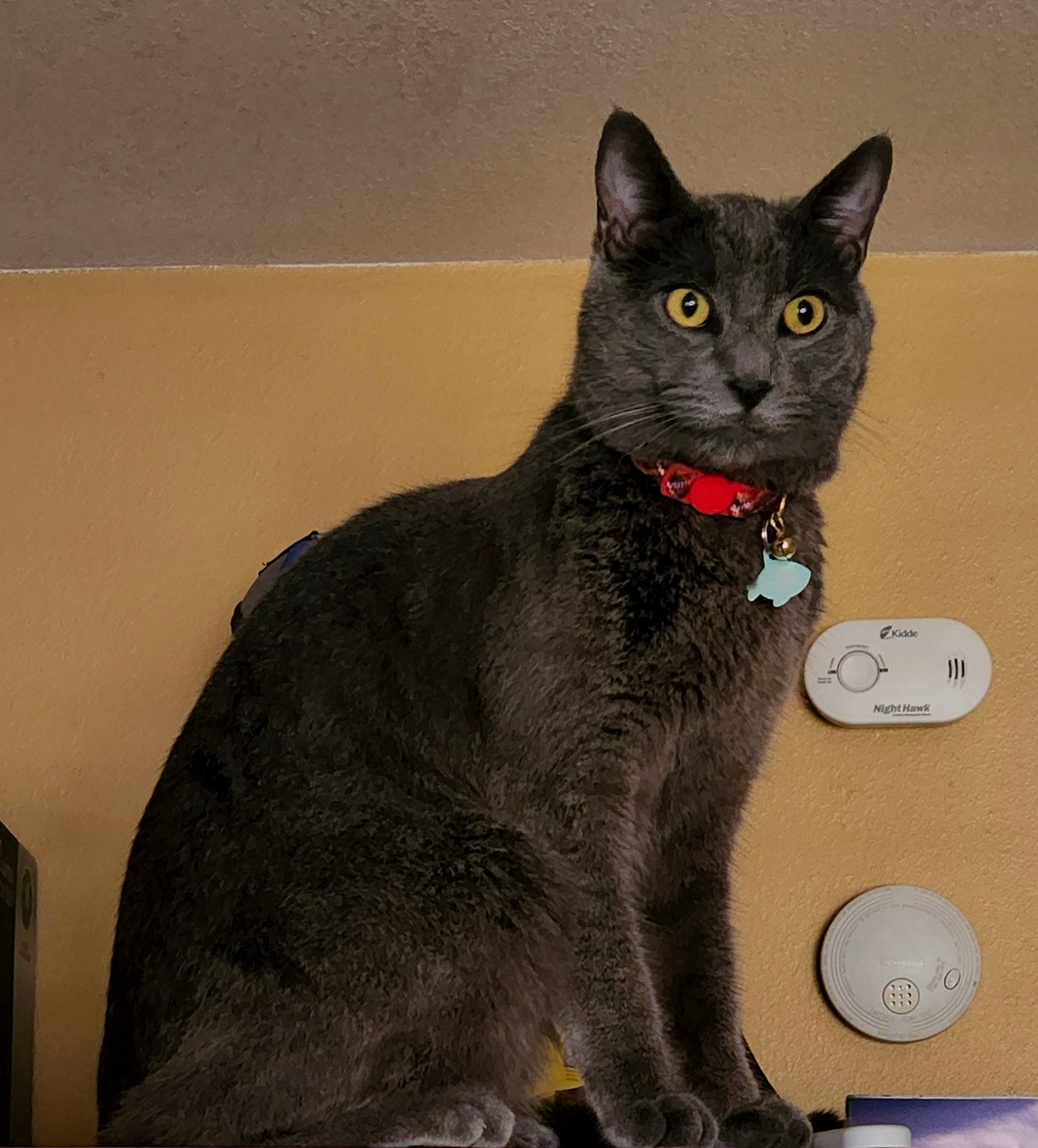 Tete joined the competition — help win amazing prizes! black_cat, carnivore, cat, domestic_short_haired_cat, felidae, fur, grey, sitting, small_to_medium_sized_cats, snout, tail, terrestrial_animal, whiskers