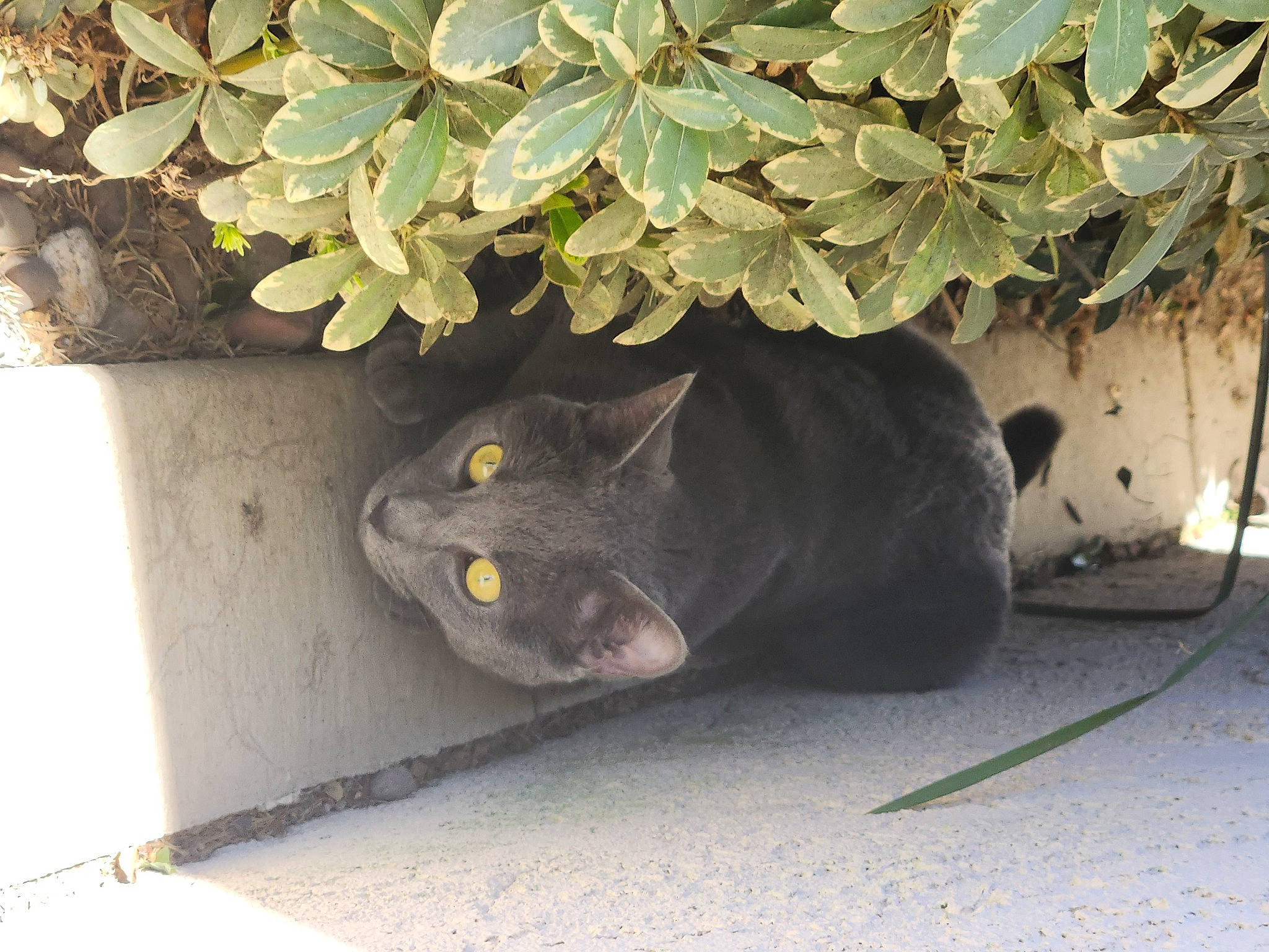 Tete is registered to the contest to win money with this photo: asphalt, automotive_tire, black_cat, carnivore, cat, concrete, domestic_short_haired_cat, felidae, flowerpot, grass, herb, plant, road_surface, small_to_medium_sized_cats, soil, tail, tree, whiskers, window, wood