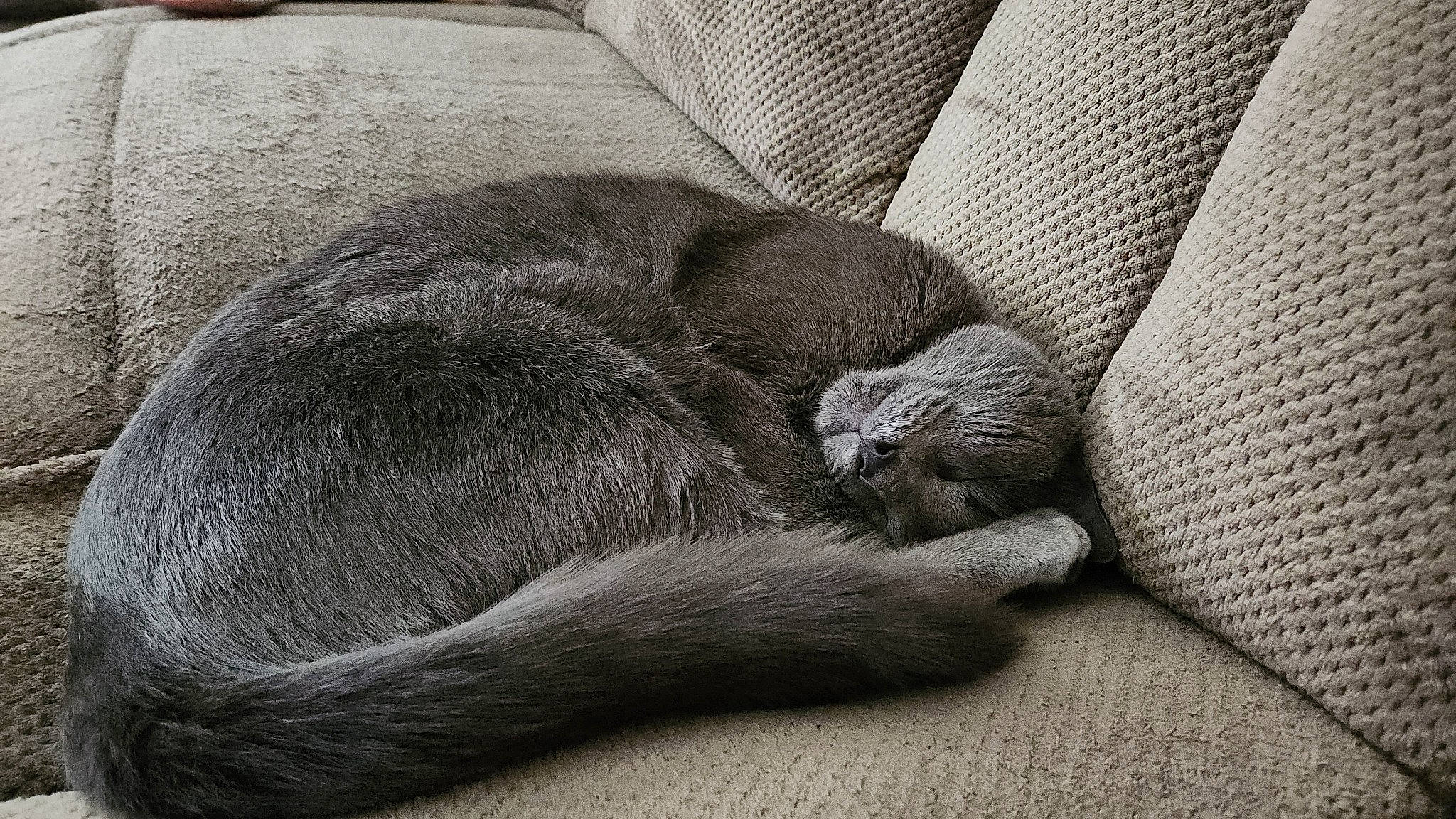Tete is registered to the contest to win money with this photo: carnivore, cat, claw, comfort, domestic_short_haired_cat, felidae, fur, grey, monochrome, monochrome_photography, nap, paw, russian_blue, small_to_medium_sized_cats, tail, terrestrial_animal, whiskers