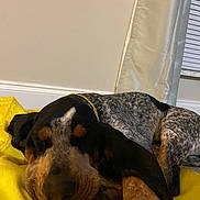 Bluebelle is registered to the contest to win money with this photo: blanket, calm, canine, companion, curtain, dog, domestic_animal, ear, fur, home, indoor, nose, paw, pet, quiet, relaxation, resting, sleeping, wall, yellow_blanket