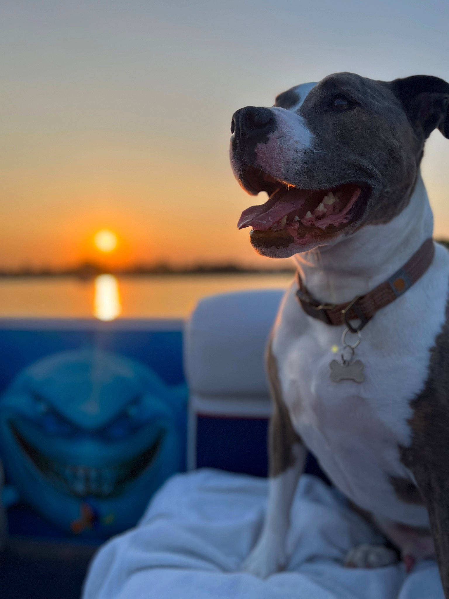 Rogue joined the competition — help win amazing prizes! blue, boat, canidae, carnivore, collar, companion_dog, dog, dog_breed, dog_collar, fawn, flash_photography, horizon, lake, ocean, sky, smile, snout, sporting_group, water, working_animal
