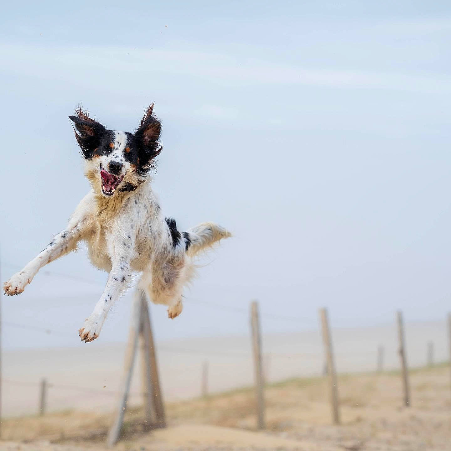 Evrest a rejoint le concours — aidez-le/la à gagner de superbes lots ! canidae, carnivore, companion_dog, dog, dog_breed, fawn, fence, happy, jumping, landscape, ocean, recreation, sand, sky, soil, sporting_group, tail, wildlife, wind, wire_fencing