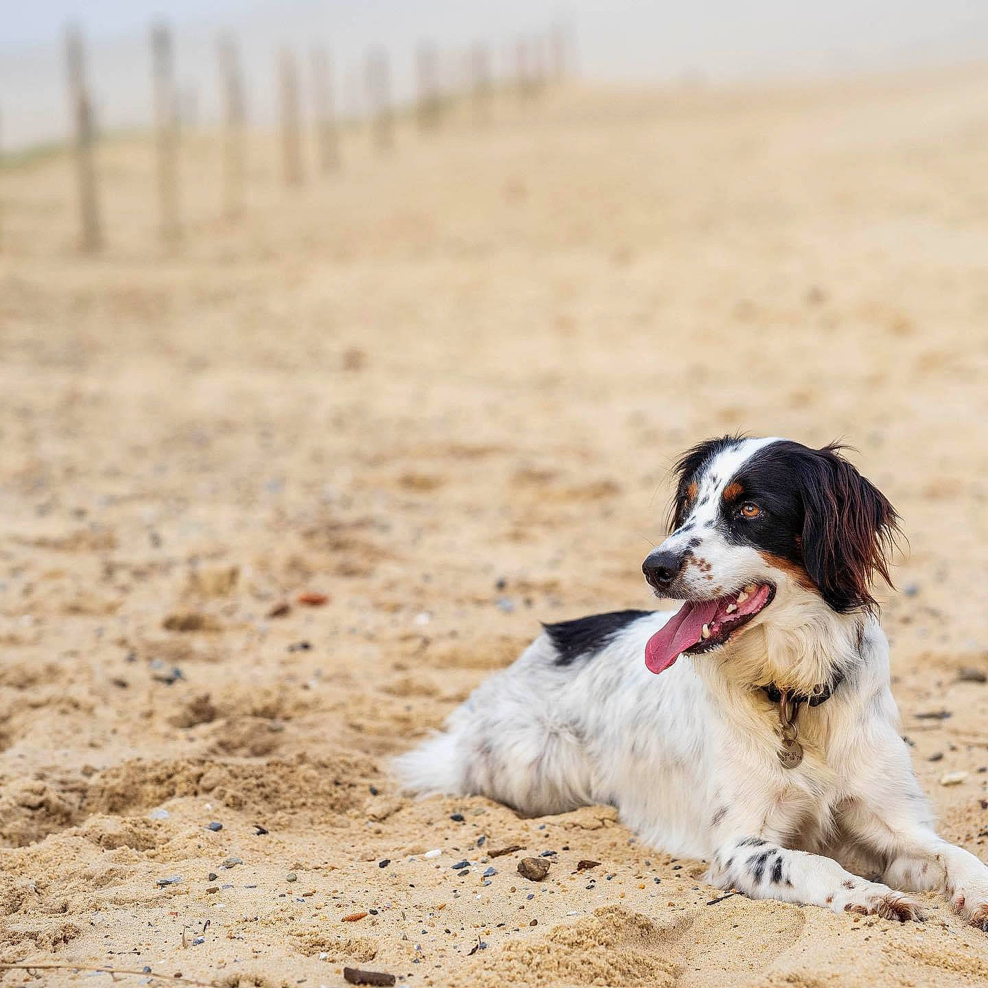 Evrest participe au concours pour gagner de l'argent avec cette photo : beach, canidae, carnivore, companion_dog, dog, dog_breed, fun, fur, grass, gun_dog, herding_dog, horizon, landscape, sand, soil, sporting_group, working_dog