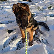 Natsu a rejoint le concours — aidez-le/la à gagner de superbes lots ! german_shepherd, puppy, dog, snow, leash, outdoor, grass, fence, pole, sunlight, shadow, animal, pet, playful, winter, curious, young, canine, nature, daytime