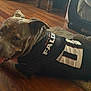 Roscoe joined the competition — help win amazing prizes! dog, pet, animal, indoor, wooden_floor, jersey, atlanta_falcons, tongue_out, relaxed, mammal, canine, brown_dog, floor, carpet, clothing, sportswear, home, laying_down, ears, snout