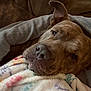 Roscoe is registered to the contest to win money with this photo: dog, close_up, blanket, brown_dog, resting, couch, indoor, cozy, comfort, fur, pet, snuggle, relaxed, animal, canine, soft_texture, casual, human_arm, warm, companion