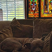 Roscoe is registered to the contest to win money with this photo: dog, sleeping, couch, pillows, indoor, stained_glass, window, blinds, brown, cozy, relaxing, pet, animal, resting, furniture, domestic, home, calm, peaceful, nap