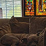 dog, sleeping, couch, pillows, indoor, stained_glass, window, blinds, brown, cozy, relaxing, pet, animal, resting, furniture, domestic, home, calm, peaceful, nap