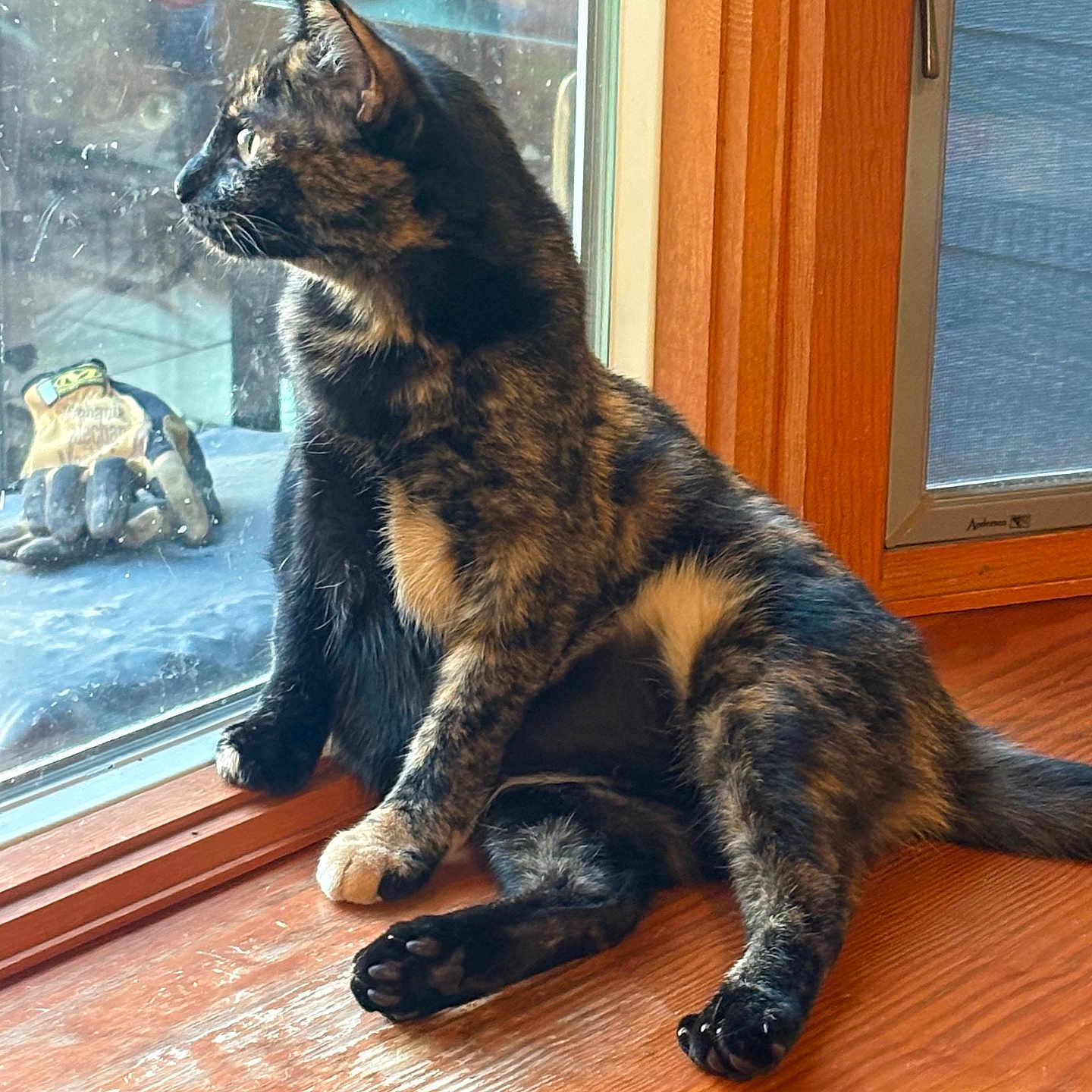 Tiger is registered to the contest to win money with this photo: cat, tortoiseshell, windowsill, window, wood, gloves, indoor, pet, animal, feline, relaxing, looking_out, daylight, domestic, fur, paw, ears, side_view, quiet, cozy