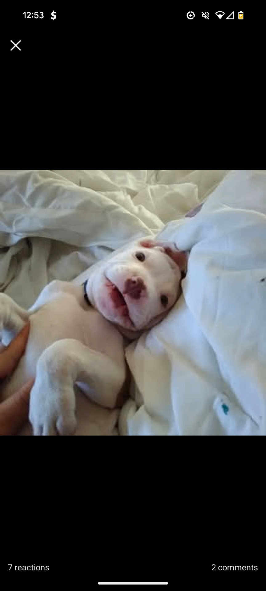Jackson is registered to the contest to win money with this photo: puppy, dog, white_dog, bed, blanket, hand, lying_down, pet, cute, happy, domestic_animal, canine, sleeping_area, cozy, fur, animal_face, resting, indoor, companion, playful
