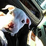 Jackson is registered to the contest to win money with this photo: dog, puppy, car_interior, white_dog, close_up, pet, animal, face, ears, window, dashboard, seat, curious, pet_in_car, young_dog, nose, paw, sunlight, shadow, vehicle