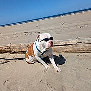 Jackson joined the competition — help win amazing prizes! dog, sunglasses, beach, sand, driftwood, ocean, sky, sunny, pet, animal, relaxing, outdoor, summer, canine, leash, collar, white, brown, daytime, cool