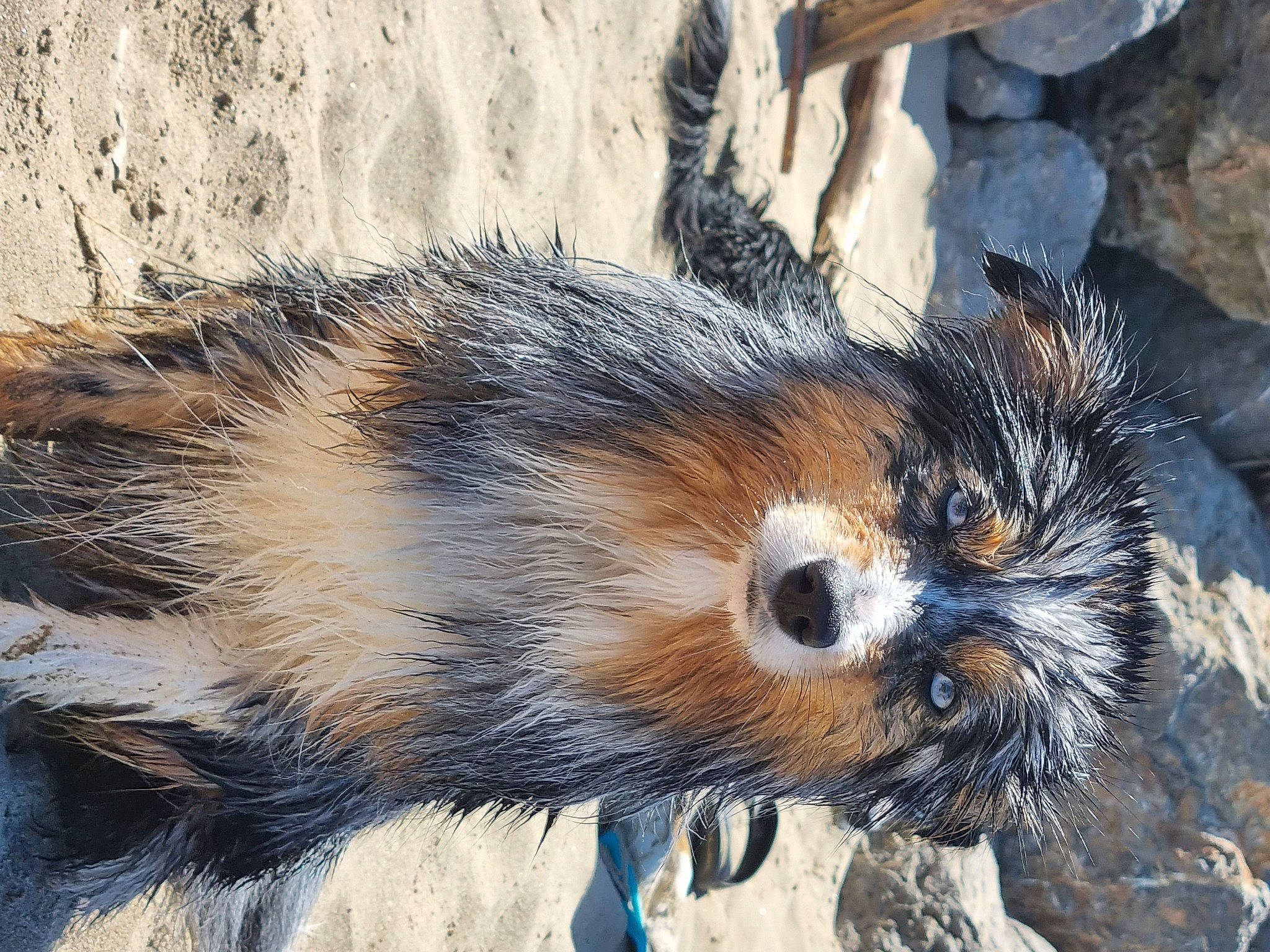 Oria participe au concours pour gagner de l'argent avec cette photo : beak, canidae, carnivore, chipmunk, claw, fawn, fur, ground_squirrels, perching_bird, procyonidae, red_panda, rock, rodent, snout, squirrel, tail, terrestrial_animal, whiskers, wildlife, window