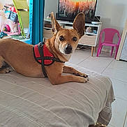 Spoke a rejoint le concours — aidez-le/la à gagner de superbes lots ! dog, harness, bed, living_room, television, cityscape, pink_chair, tile_floor, curtains, toys, footwear, person, furniture, window, leash, ear, pet, indoor, relaxing, home