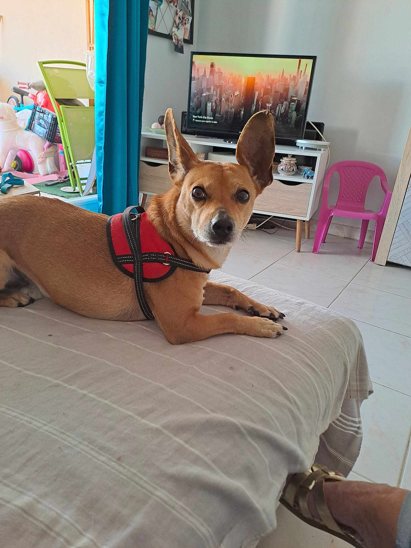 Spoke a rejoint le concours — aidez-le/la à gagner de superbes lots ! dog, harness, bed, living_room, television, cityscape, pink_chair, tile_floor, curtains, toys, footwear, person, furniture, window, leash, ear, pet, indoor, relaxing, home