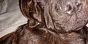 Squarebody joined the competition — help win amazing prizes! dog, sleeping, brown_coat, close_up, pet, animal, fur, nose, ear, blanket, cozy, rest, indoors, face, muzzle, peaceful, relaxed, canine, companion, cute