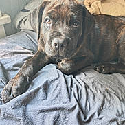 Squarebody is registered to the contest to win money with this photo: puppy, dog, brindle, bed, blanket, indoor, pet, canine, fur, young, resting, cute, animal, cozy, paw, sleepy, soft_light, closeup, domestic, companion