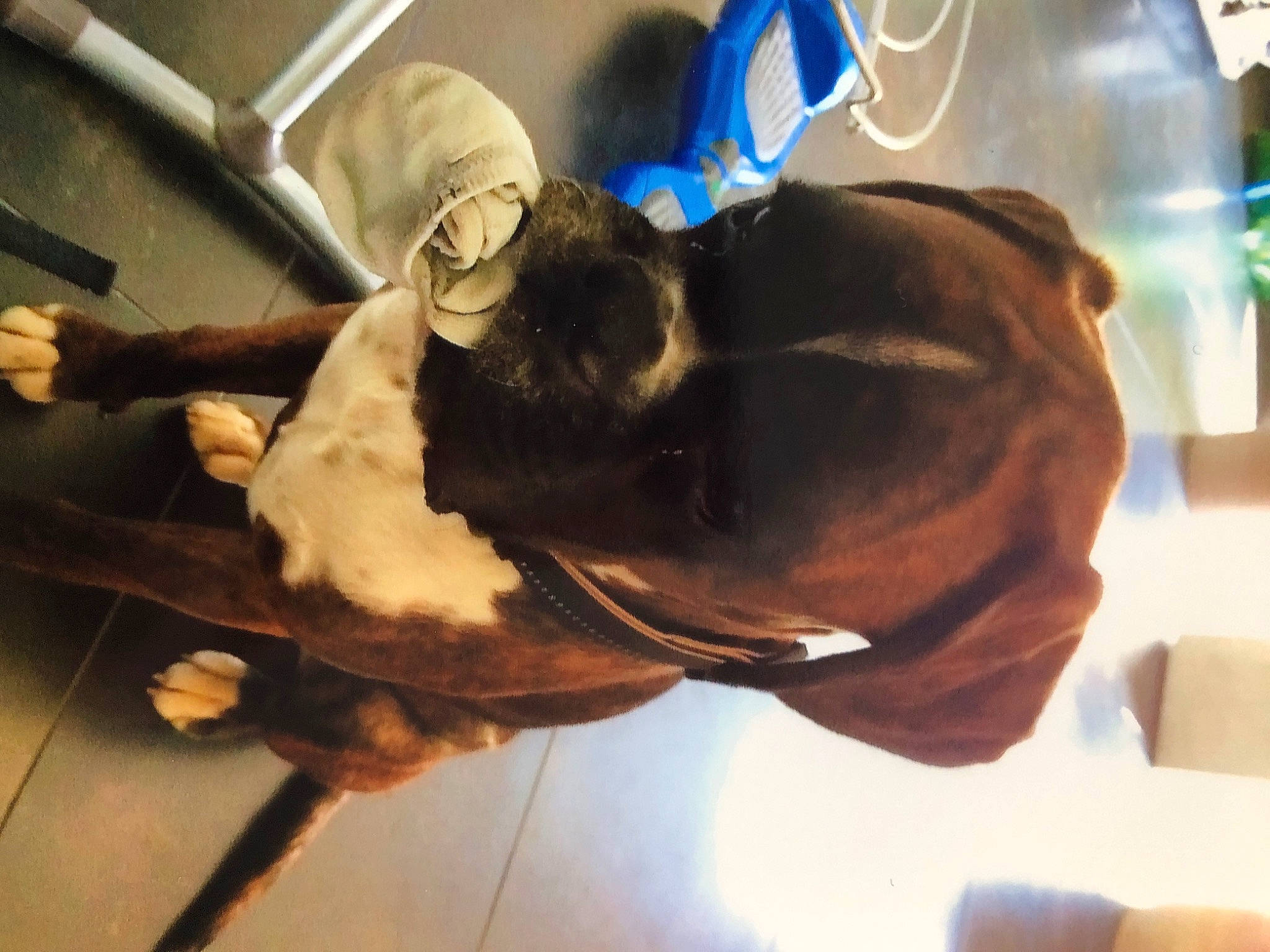 Malibu participe au concours pour gagner de l'argent avec cette photo : canidae, carnivore, collar, companion_dog, dog, dog_breed, dog_collar, elbow, fawn, fur, guard_dog, leash, liver, pet_supply, snout, sporting_group, tail, wood, working_animal, wrist