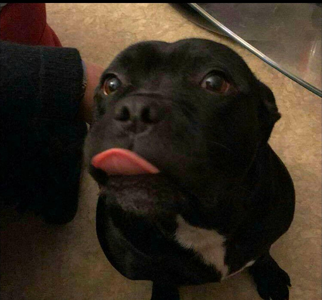 Harko a rejoint le concours — aidez-le/la à gagner de superbes lots ! borador, canidae, carnivore, collar, comfort, companion_dog, dog, dog_breed, ear, fawn, fur, guard_dog, liver, non_sporting_group, pet_supply, snout, sporting_group, terrestrial_animal, whiskers, working_animal