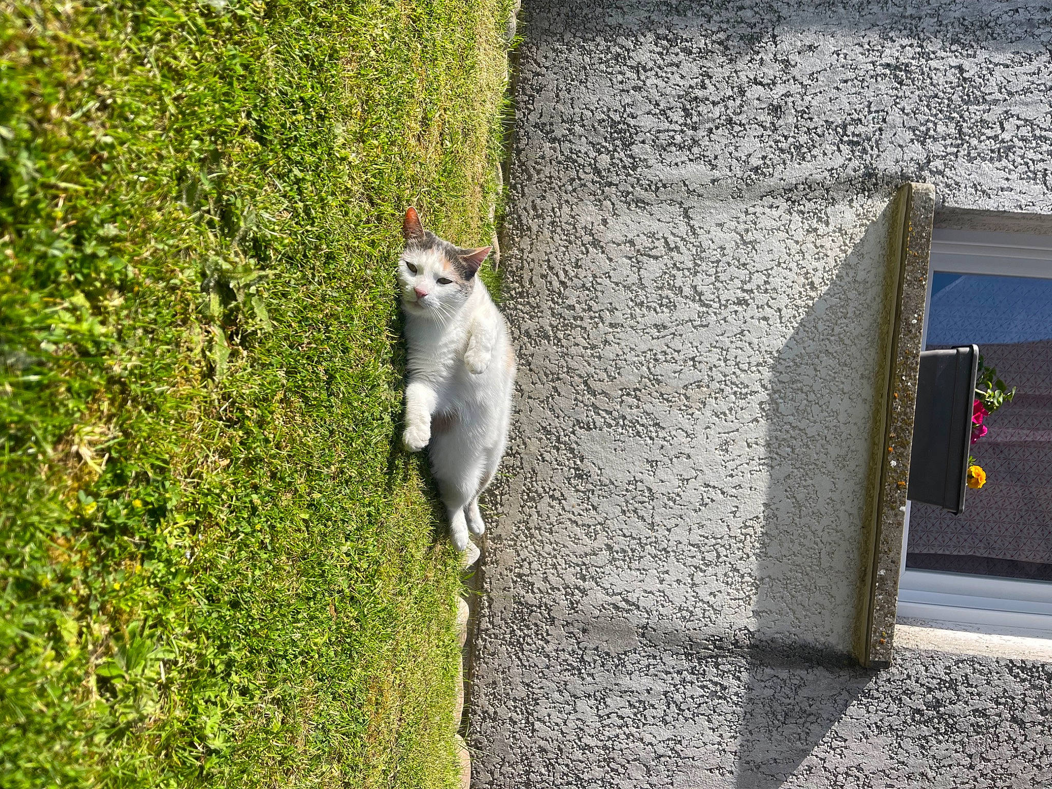 Looky participe au concours pour gagner de l'argent avec cette photo : asphalt, building, carnivore, cat, concrete, domestic_short_haired_cat, felidae, grass, grey, groundcover, plant, road, road_surface, roof, shadow, sidewalk, small_to_medium_sized_cats, squirrel, tail, whiskers