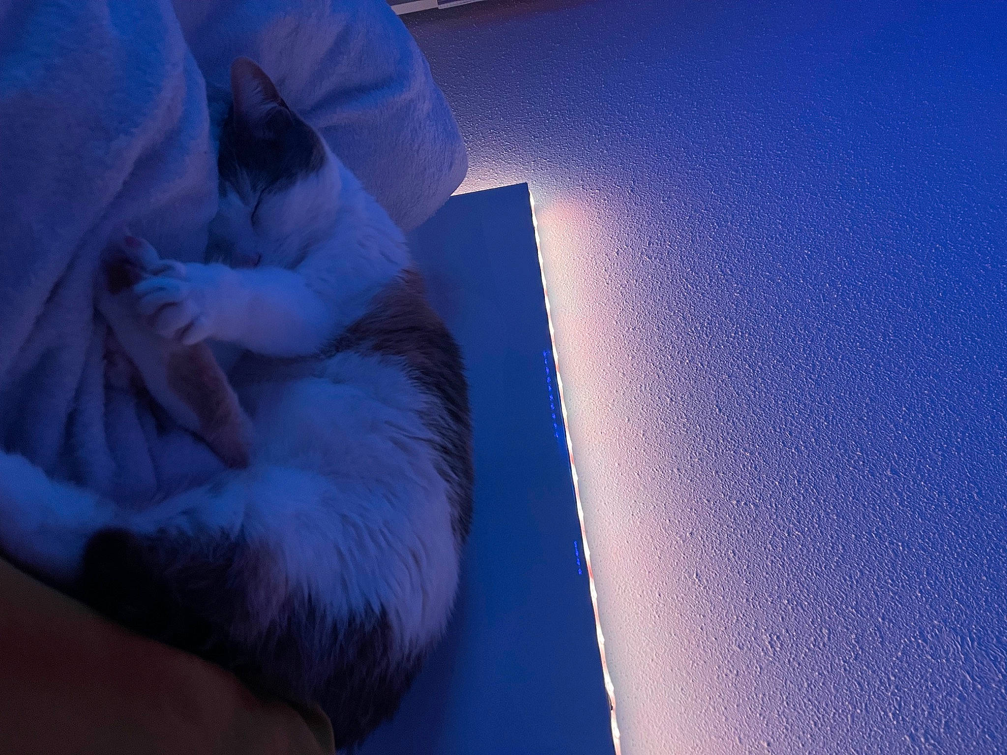 Looky participe au concours pour gagner de l'argent avec cette photo : canidae, carnivore, cloud, comfort, companion_dog, dog_breed, electric_blue, felidae, fur, gesture, human_leg, linens, sculpture, shadow, sitting, sky, small_to_medium_sized_cats, tints_and_shades, whiskers, wing