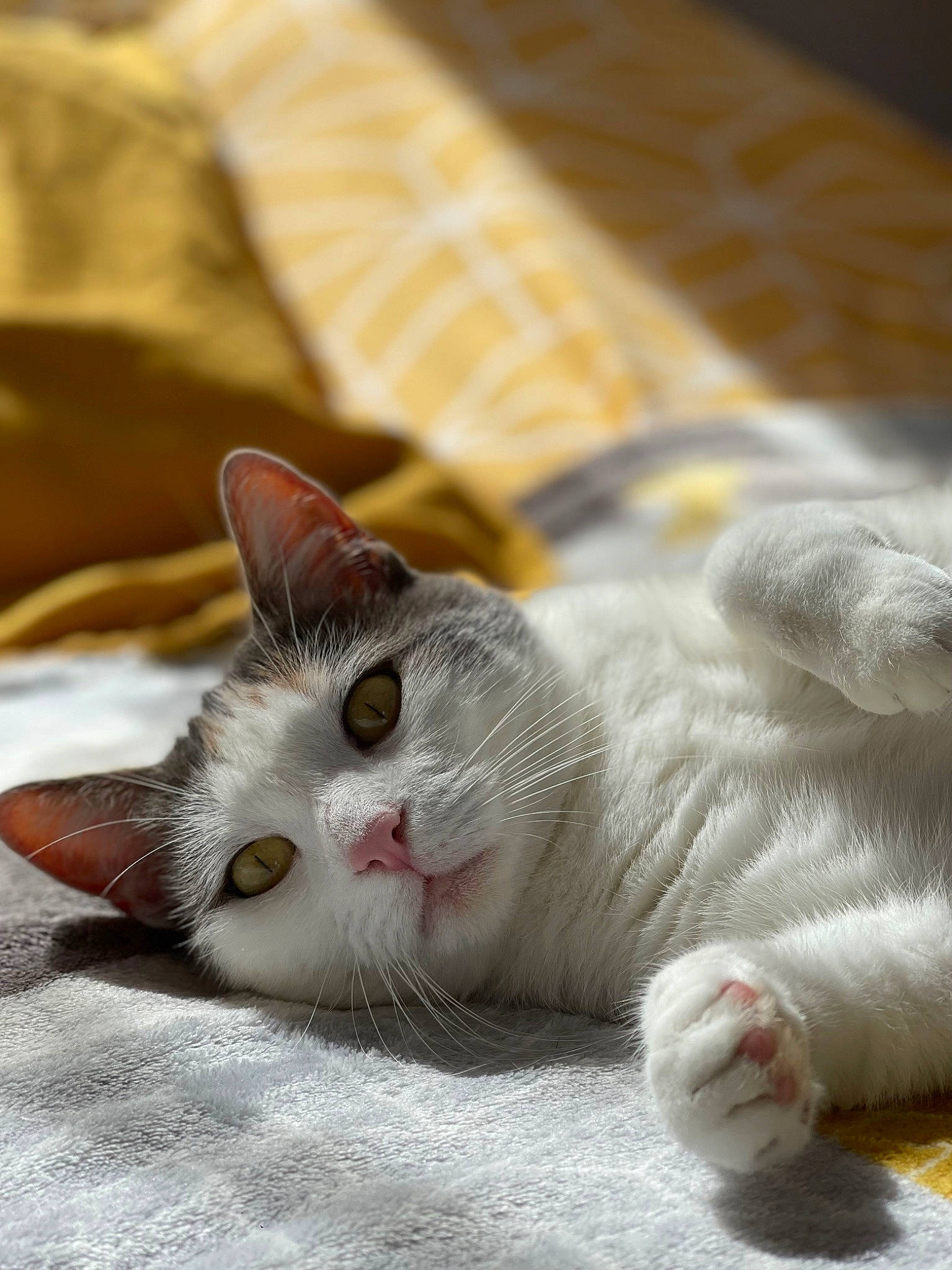 Looky participe au concours pour gagner de l'argent avec cette photo : carnivore, cat, cat_supply, claw, comfort, domestic_short_haired_cat, felidae, fur, paw, small_to_medium_sized_cats, snout, tail, whiskers