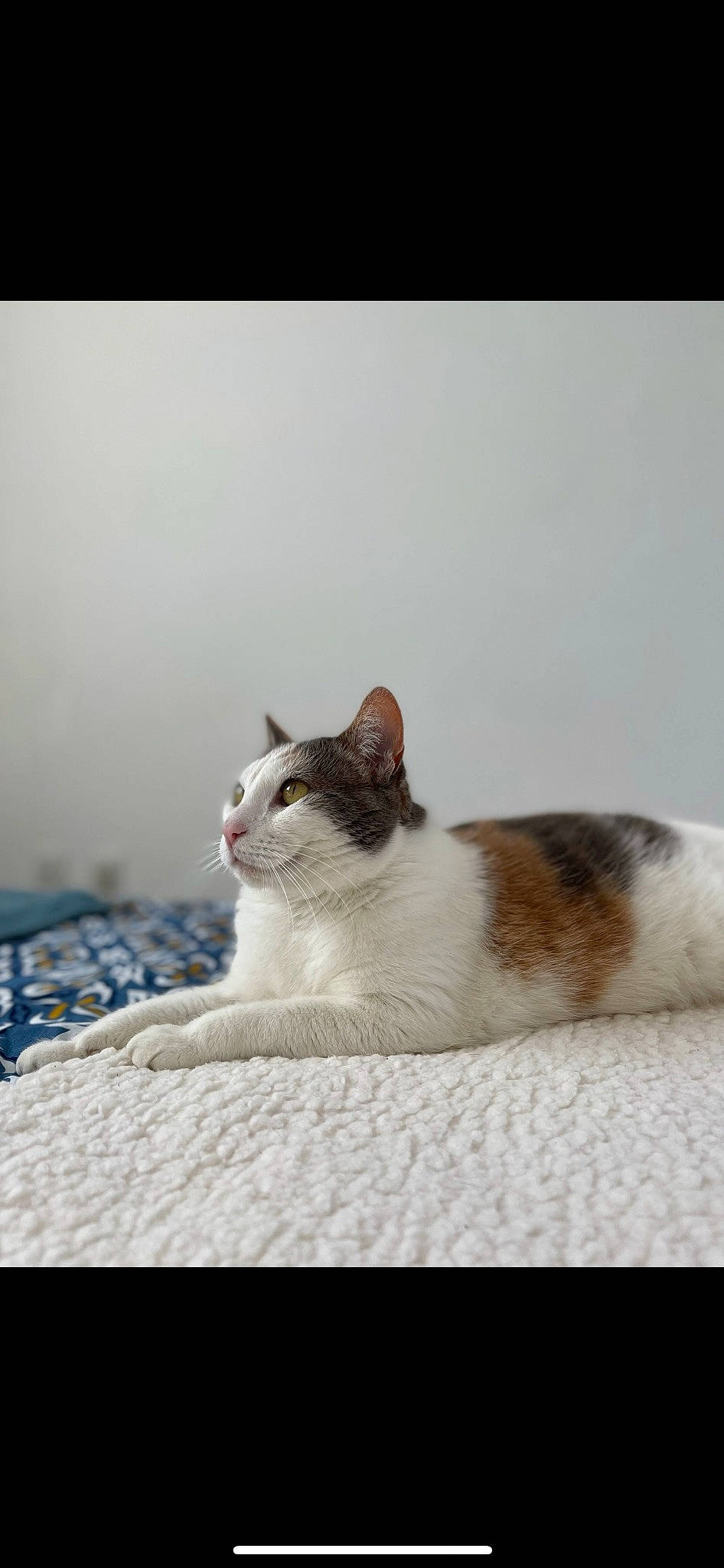 Looky a rejoint le concours — aidez-le/la à gagner de superbes lots ! art, carnivore, cat, comfort, domestic_short_haired_cat, eye, felidae, fur, human_body, paw, sitting, small_to_medium_sized_cats, snout, tail, terrestrial_animal, tree, whiskers, wildlife, wood