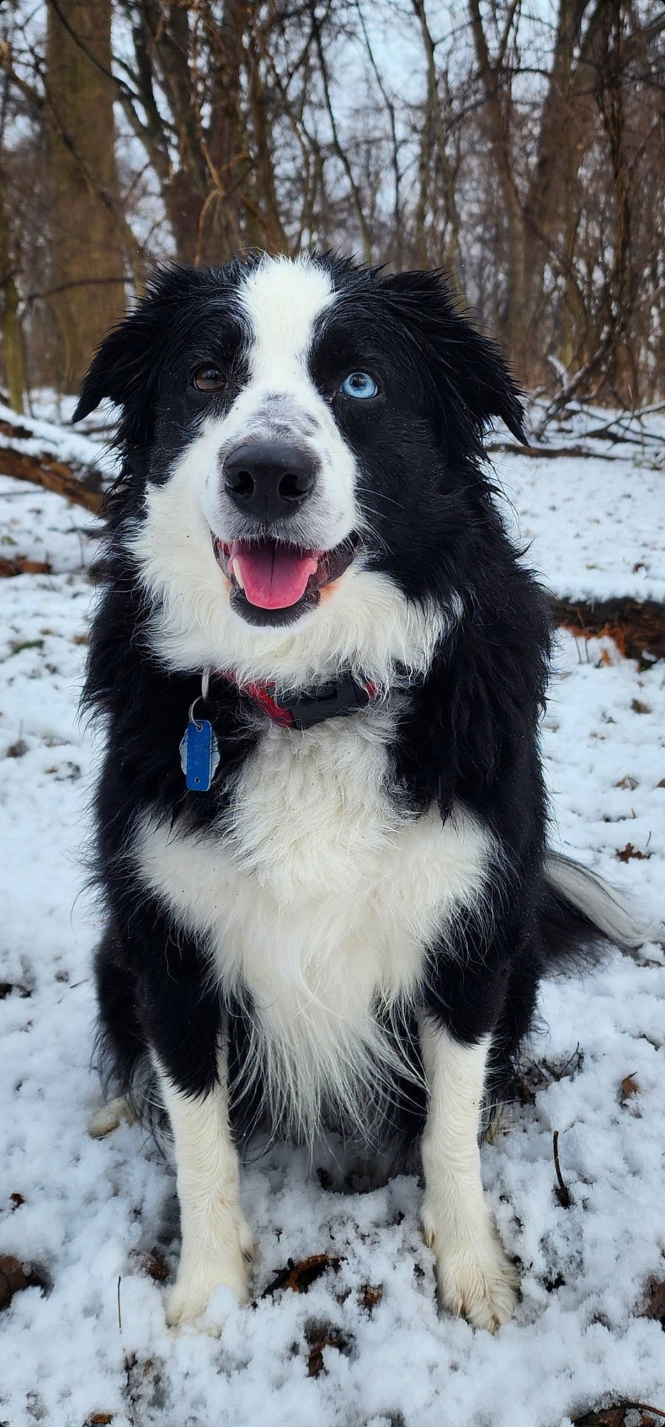 Kitt joined the competition — help win amazing prizes! australian_collie, border_collie, carnivore, collar, companion_dog, dog, dog_breed, dog_collar, freezing, fur, herding_dog, mcnab, plant, snout, snow, sporting_group, tree, whiskers, winter, working_animal