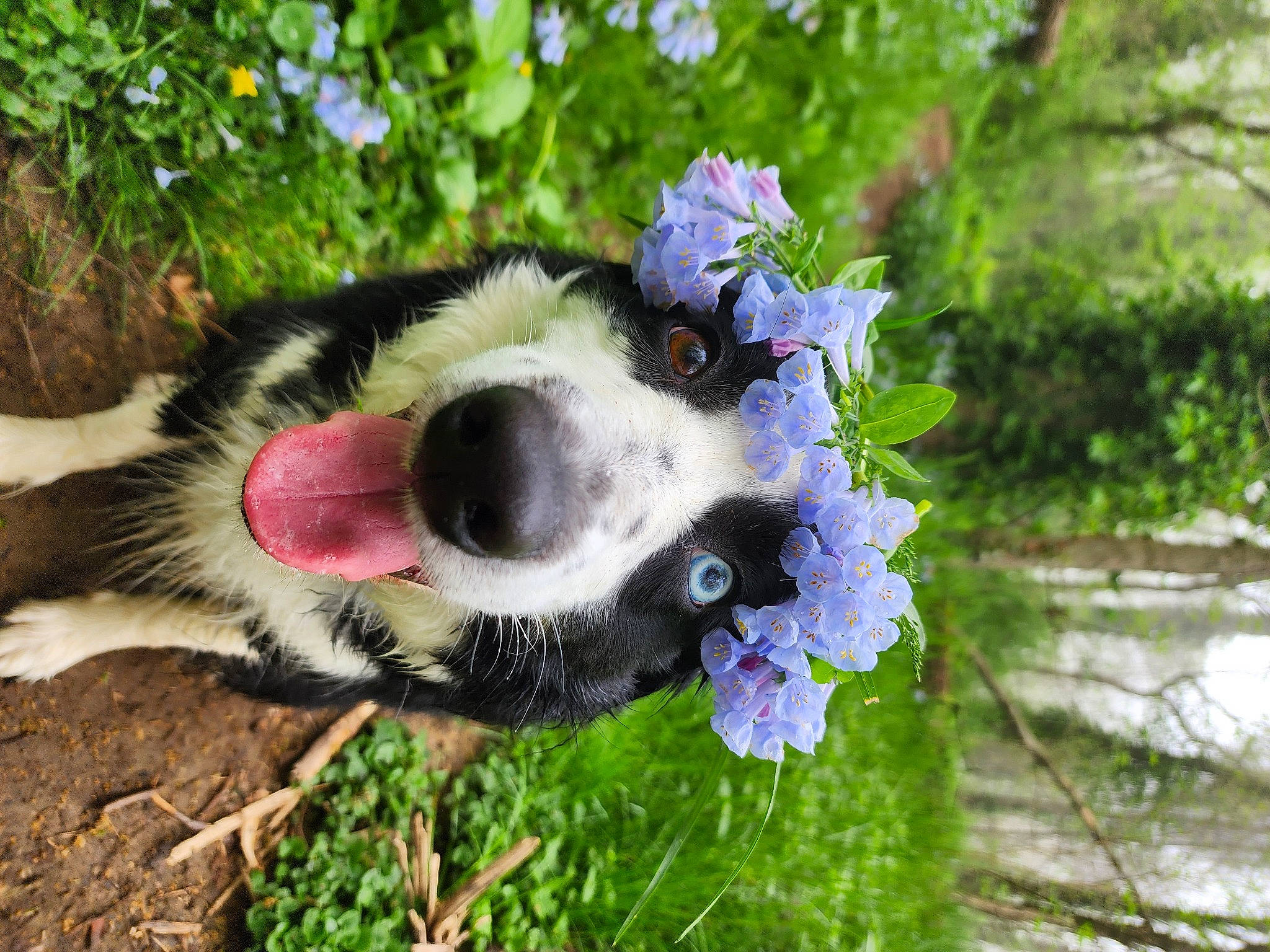 Kitt joined the competition — help win amazing prizes! carnivore, collar, companion_dog, dog, dog_breed, dog_collar, dog_supply, fawn, flower, fur, grass, herding_dog, plant, spaniel, sporting_group, tail, toy_dog, tree, whiskers, working_animal