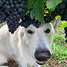 dog, white_dog, grapes, vineyard, grapevine, fruit, green_leaves, outdoor, nature, animal, closeup, snout, eyes, grass, soil, plant, curious, pet, canine, summer