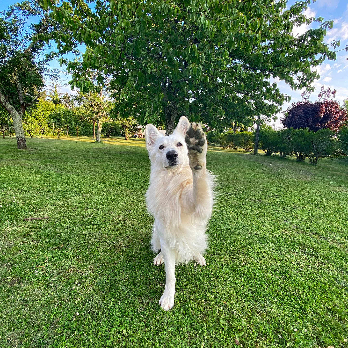 Orus a rejoint le concours — aidez-le/la à gagner de superbes lots ! dog, white_dog, paw_raised, grass, green_lawn, tree, blue_sky, outdoor, sunny, pet, canine, playful, nature, garden, animal, fur, friendly, summer, daylight, park