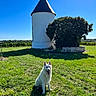 Orus participe au concours pour gagner de l'argent avec cette photo : dog, white_dog, grass, field, blue_sky, tower, bush, shadow, sunny, outdoor, nature, happy, pet, canine, animal, landscape, rural, daylight, sitting, greenery