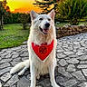 Orus a rejoint le concours — aidez-le/la à gagner de superbes lots ! dog, white_dog, bandana, sunset, outdoor, stone_path, grass, tree, bush, pet, animal, sitting, happy, fur, nature, landscape, canine, smiling, park, daylight