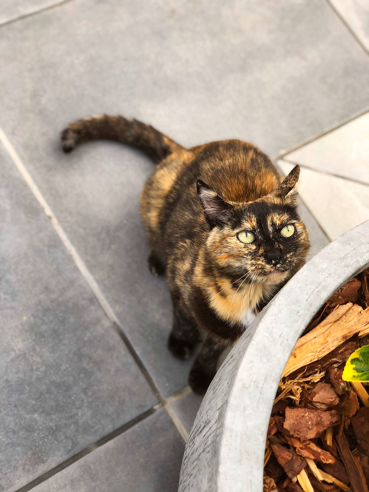 Nala a rejoint le concours — aidez-le/la à gagner de superbes lots ! asphalt, carnivore, cat, domestic_short_haired_cat, felidae, flooring, flowerpot, fur, grass, houseplant, paw, plant, road_surface, small_to_medium_sized_cats, snout, soil, tail, terrestrial_animal, whiskers, wood