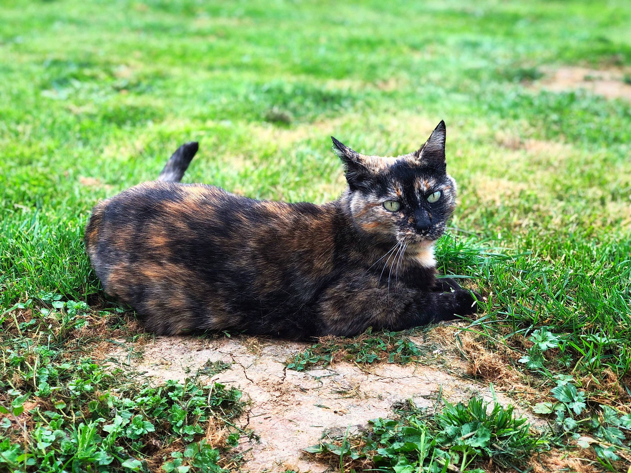 Nala a rejoint le concours — aidez-le/la à gagner de superbes lots ! black_cat, canidae, carnivore, cat, dog_breed, domestic_short_haired_cat, felidae, fur, grass, grassland, groundcover, natural_landscape, plant, small_to_medium_sized_cats, soil, tail, terrestrial_animal, whiskers, wildlife